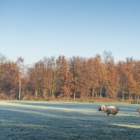 Im schönen Licht der Sonne stehen die Schafe an einem kalten Morgen im Herbst. von Lieke van Grinsven van Aarle