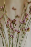 Detail dried flowers