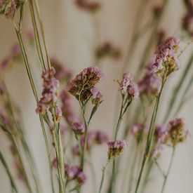 Detail getrocknete Blumen von Diewke Eerdekens