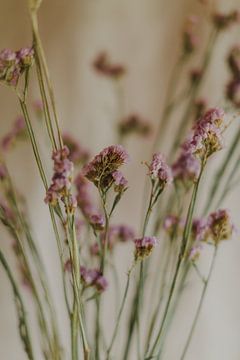 Detail dried flowers
