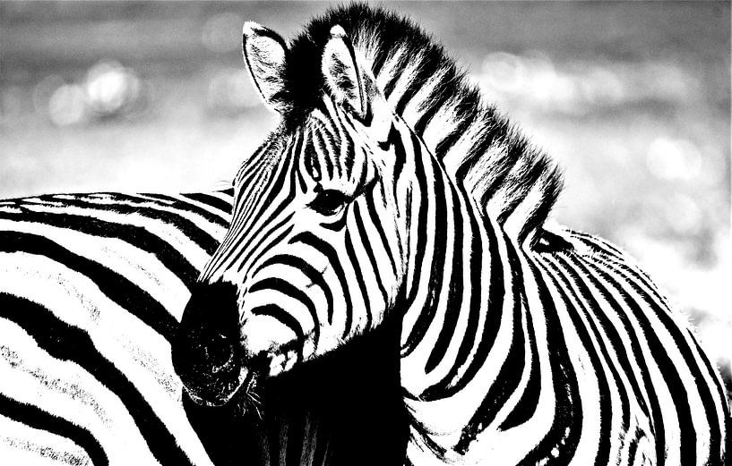 un zèbre monochrome par Werner Lehmann