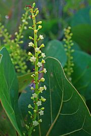 Bloempjes in het mooie groen sur Silvia Weenink