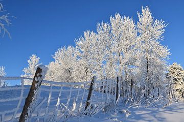 Frosted trees in winter by Claude Laprise