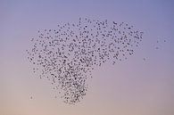 Spreeuwen wolk met vliegende vogels in de lucht tijdens zonsondergang van Sjoerd van der Wal Fotografie thumbnail