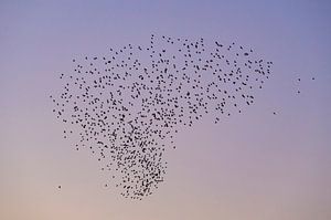 Starenmurmeln mit fliegenden Vögeln am Himmel bei Sonnenuntergang