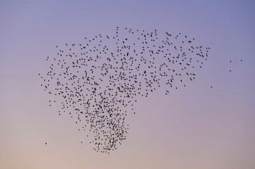 Spreeuwen wolk met vliegende vogels in de lucht tijdens zonsondergang van Sjoerd van der Wal