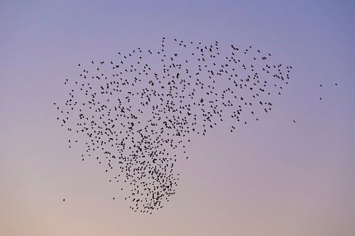 Spreeuwen wolk met vliegende vogels in de lucht tijdens zonsondergang