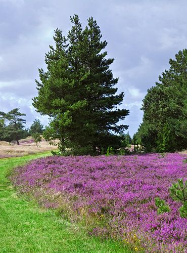 Heather landscape