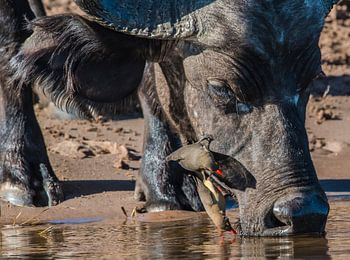 Ochsenknechte auf Büffelkopf