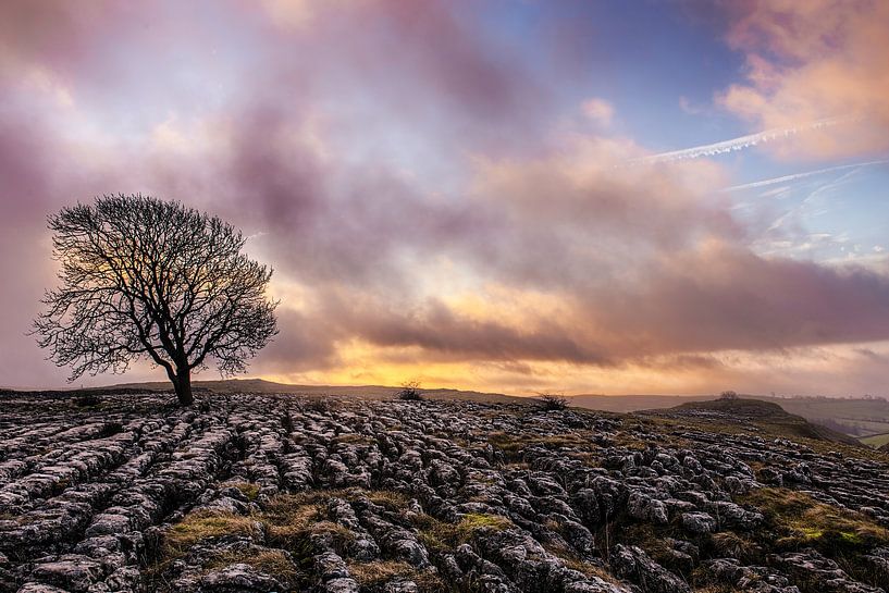 Toter Baum von Walljar