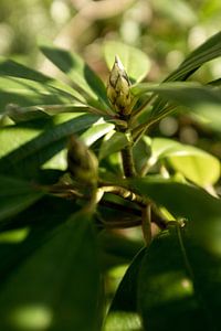 Photographie botanique d'une plante verte, le rhododendron. sur Karijn | Fine art Natuur en Reis Fotografie