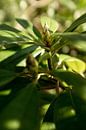 botanische foto van een groene plant, de rhododendron van Karijn | Fine art Natuur en Reis Fotografie thumbnail