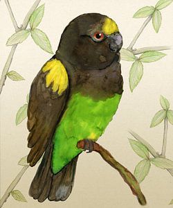 Meyers Papagei Aquarell