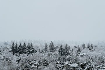 Trees by Myrthe Vlasveld