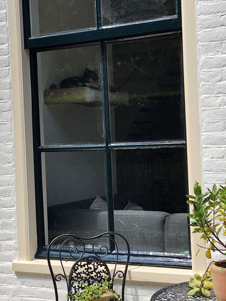 Katze (Fenster) von tania mol