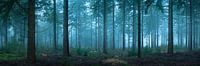 Early morning Spruce Forest by Jeroen Lagerwerf thumbnail