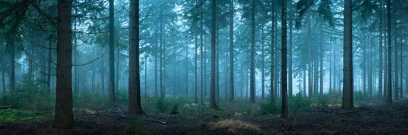 Early morning Spruce Forest by Jeroen Lagerwerf