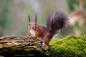 Curious squirrel by Joke Beers-Blom
