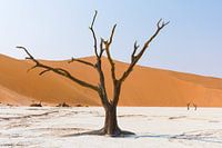 Namibia: ein Land der Extreme und atemberaubender Schönheit.