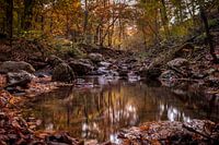 Herfst vijver
