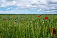 Weizenfelder in einem niederländischen Polder.