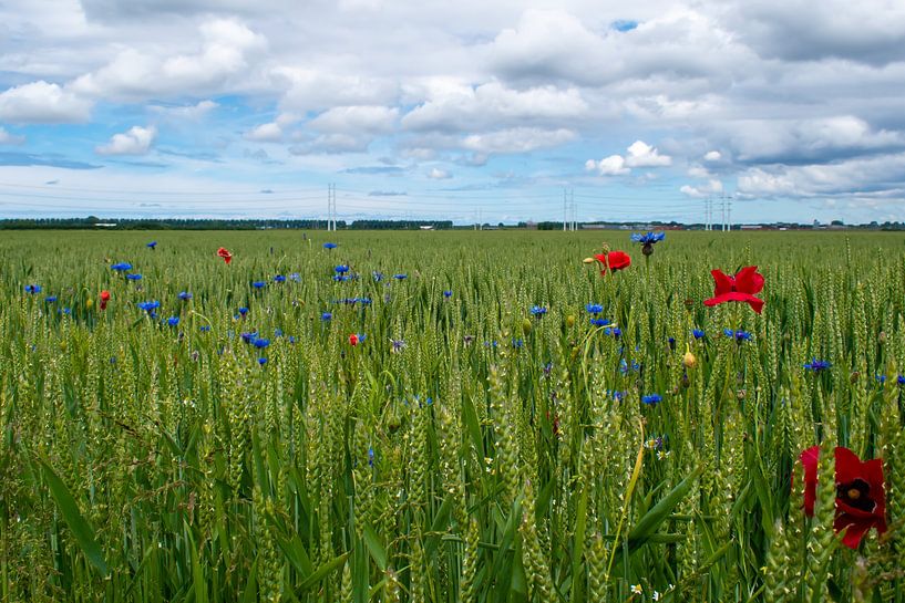 Wheat fields in the Dutch polder. by Arjan van der Veer