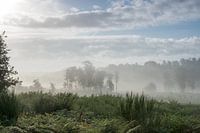 National park De Meinweg Roode Beek in rising fog