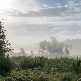 Nationalpark De Meinweg Roode Beek bei steigendem Nebel von Nico de Lezenne Coulander