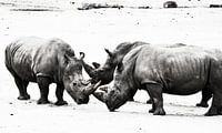 Rhino group