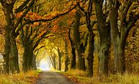 The Dark Hedges