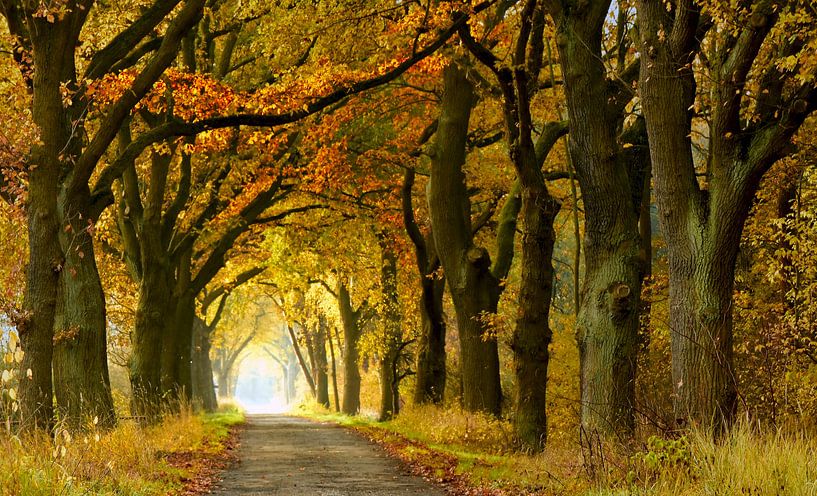 The Dark Hedges by Wilko Zoer