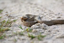Gladde slang von Roy Zonnenberg