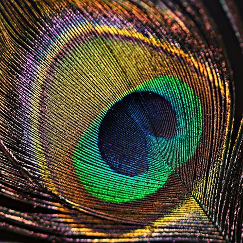 peacock feather
