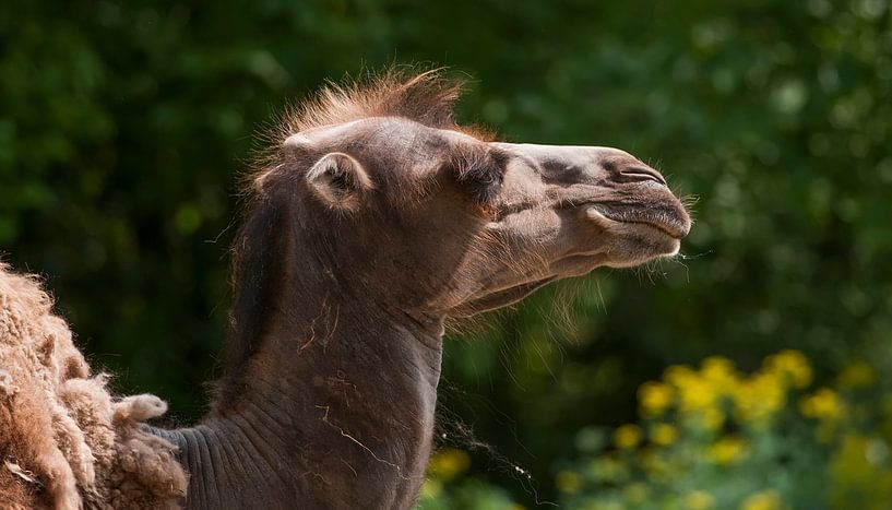 chameau : Zoo de Blijdorp par Loek Lobel
