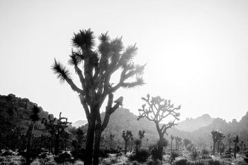 Rêver parmi les arbres de Josué sur Joseph S Giacalone Photography