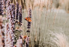 Butterfly van Aline van Helden