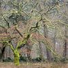 Arbre d'automne verdoyant aux branches enchevêtrées dans la forêt de Wolfhezer sur Michel Seelen