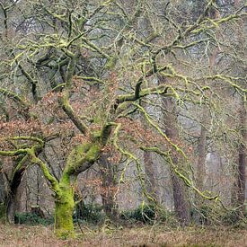 Groene herfstboom met wirwar takken in Wolfhezer Bos van Michel Seelen