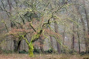 Arbre d'automne verdoyant aux branches enchevêtrées dans la forêt de Wolfhezer