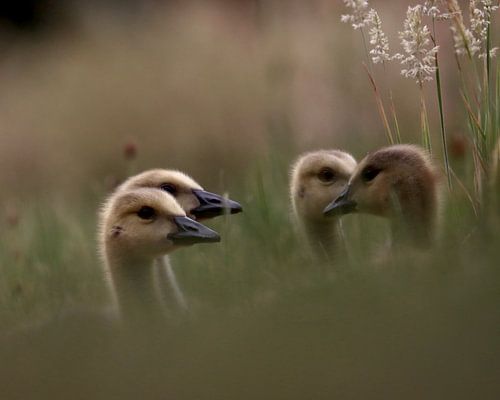 Jeunes oies dans la verdure