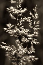 Wild oats, grass in sepia by Fred de Krom
