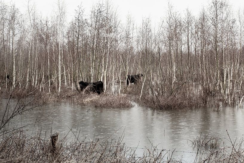 Galloway cattle by Kitty Stevens