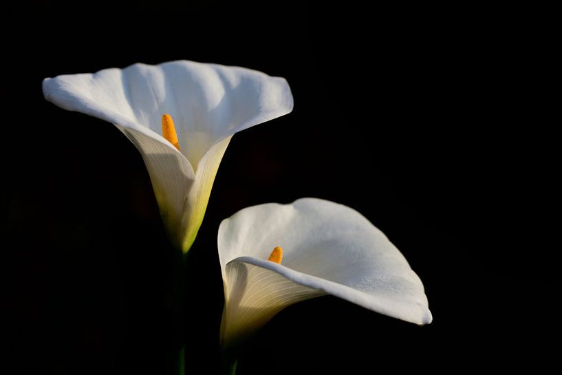 Two flowers of Zantedeschia aethiopica or Calla in front of dark background by Ulrike Leone