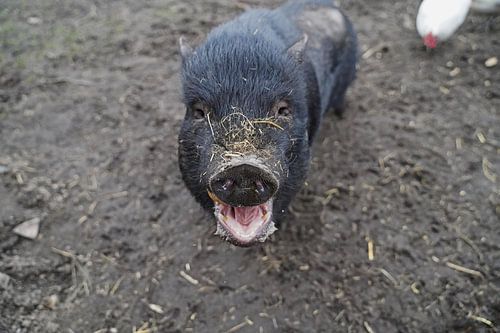 1 jaar oude minivarkens in de tuin