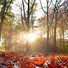 Sunny autumn by Arno Wolsink