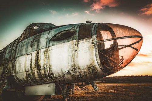 Bird of Prey van Cindy Maertens