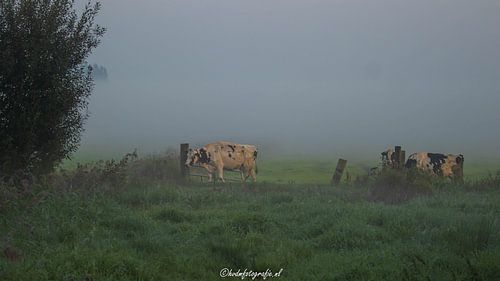 to the milk pit in the morning dew