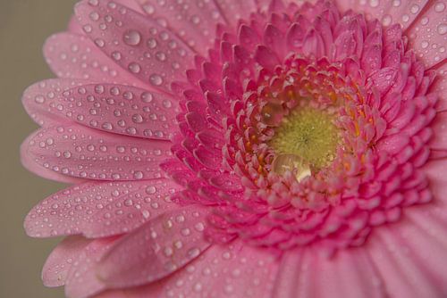 Pink Gerbera