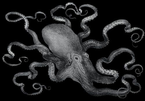 Pulpo Octopus Inktvis Digitale Kunst Diepzeeaquarium