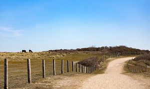Un chemin de dunes avec des vaches
